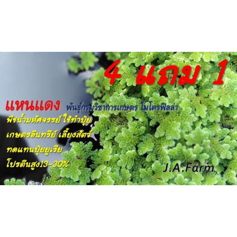 🍀แม่พันธุ์แหนแดง​🍀​พันธุ์​เกษตร​ไมโคร​ฟิลล่า​📢​แถมฟรีปุ๋ยคอกใช้สำหรับเป็นอาหารให้แหนแดง❗ถูกมากๆคุ้มมากๆ💖ชุดพร้อมเลี้ยง