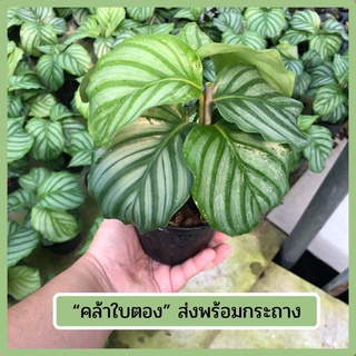 🍀คล้าใบตอง (Calathea orbifolia) 🍀ส่งพร้อมกระถางกระถาง 4-5 นิ้วไม้มงคลนาม เลี้ยงรำไร