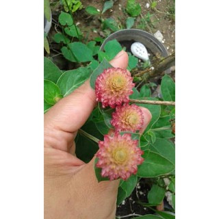 เมล็ด บานไม่รู้โรย สีโอโรส ( Pink Amaranth Flower Seed ) บรรจุ 20 เมล็ด