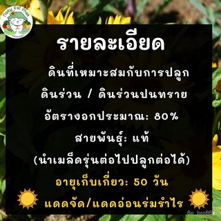 เมล็ดพันธุ์ ทานตะวันแคระ 10 เมล็ด Big Smile Sunflower พร้อมจัดส่ง นำเข้าจากต่างประเทศ ปลูกง่าย ไม่กลายพันธุ์ ถูกดี男装/花园/