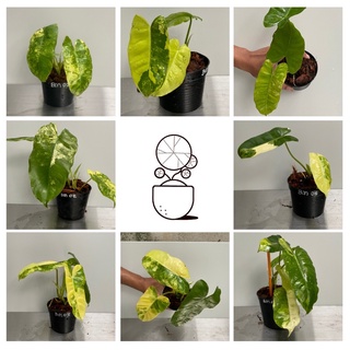 ส่งฟรี🔥 เบอร์เบิลมาร์ค ด่าง philodendron burle marx variegated