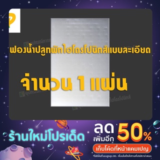 ฟองน้ำเพาะเมล็ด 1 แผ่น [ไร้ขอบ] แบบละเอียด ปลูกผักไฮโดรโปนิกส์ ผักสลัด | KP การเกษตร