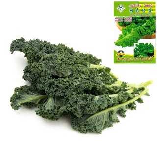 เมล็ดเคลใบหงิก100เมล็ด  สายพันธุ์ฮอลแลนด์  Vate Blue Curled Kale  สายพันธุ์ OP