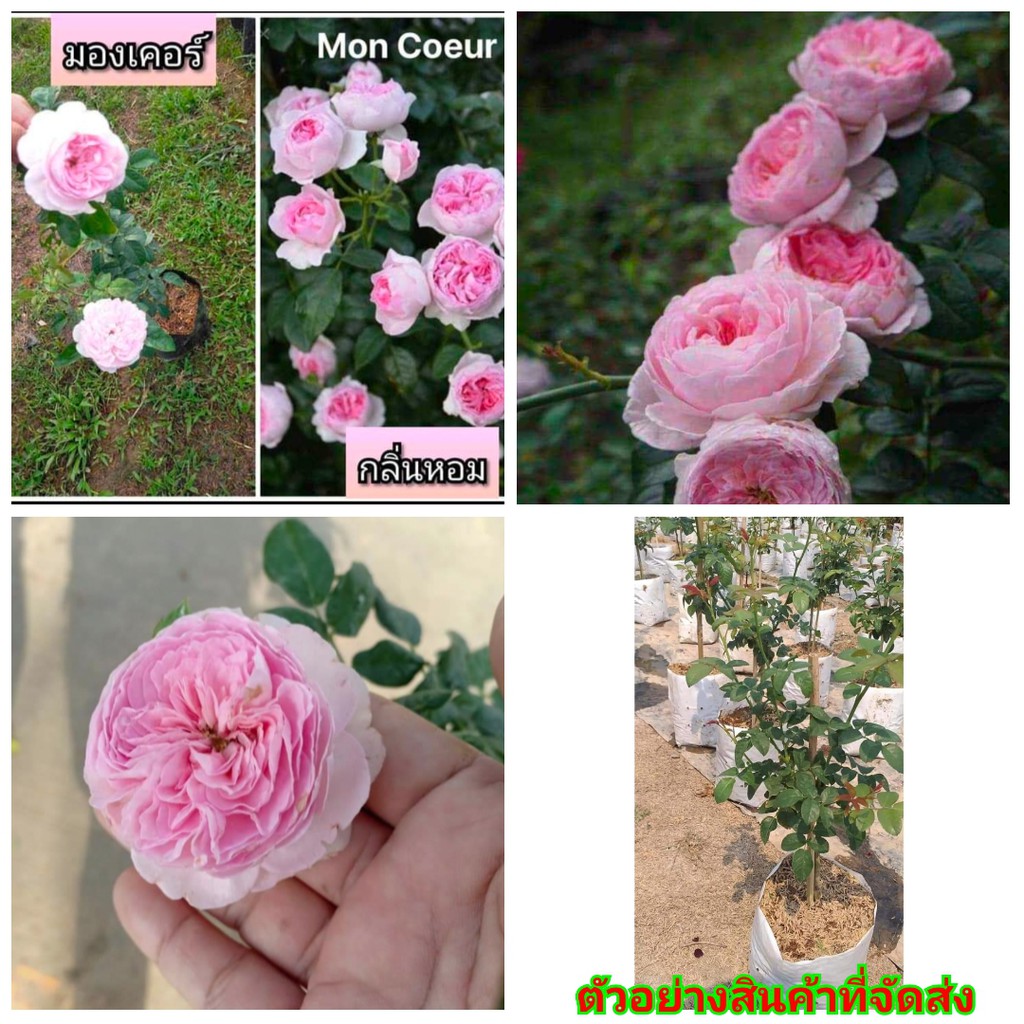 (ขาย ต้นพันธุ์)) ต้น ดอก กุหลาบญี่ปุ่น มองเคอร์ ดอกหอม สีชมพู กุหลาบ rose ภูษณิศา Mon Coeur Japanese มอง เกอร์ เอกลักษณ์