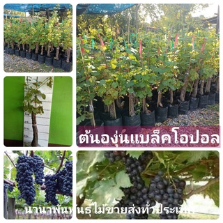 🍇ต้นองุ่นแบล็คโอปอล์ องุ่นไร้เมล็ดต้นตอใหญ่พร้อมปลูก