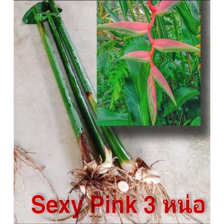 เฮลิโคเนีย บันไดสวรรค์ สีชมพู, sexy pink 3 หน่อ