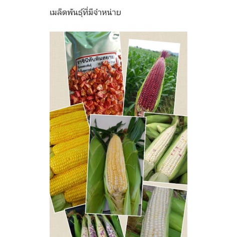 เมล็ดพันธุ์ข้าวโพดหวานแดงราชินีทับทิมสยามแท้