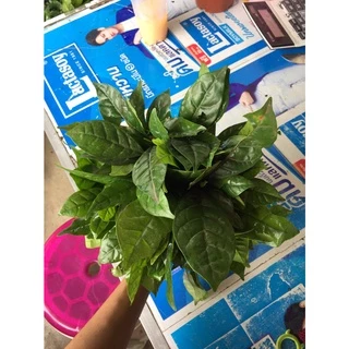 ต้นกล้า กาแฟ โรบัสต้า พร้อมปลูก กล้าละ 10บาท จากบ้านสวน ดอยที่เชียงราย