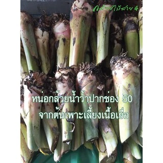 หน่อกล้วยน้ำว้า ปากช่อง 50 (Pisang Awak Banana Shoot) สั่งซื้อได้ไม่เกิน 5 หน่อต่อ 1 คำสั่งซื้อค่ะ