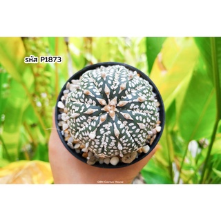 แอสโตรไฟตัม ซุปเปอร์วี ไม้เมล็ด (Astrophytum asterias super KABUTO) แคคตัส