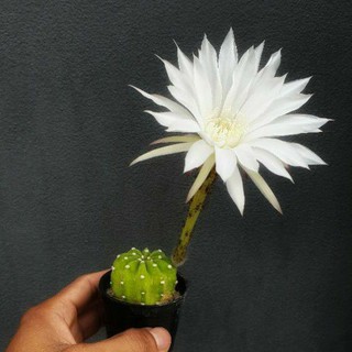 ต้นกระบองเพชร Echinopsis calochlora ดาวล้อมเดือน #แคสตัส #ดอกขาว #cactus