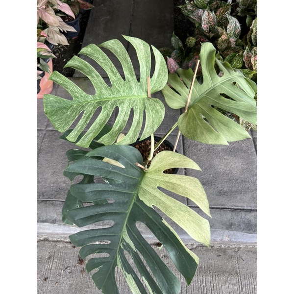 Monstera Mint ฟอร์มสวย ไม้ยอด 🪴🪴🪴