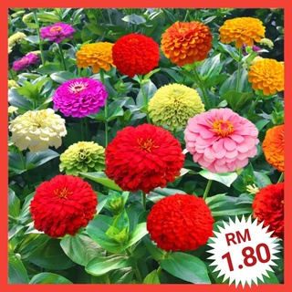 Biji Benih Bunga Zinnia (50 /-⬆)/ Flower seeds / Zinnia / 花种子 / Hibiscus木瓜/头饰/seeds/苹果/母婴/通心菜/种子/文胸/裙子/园艺/ XB6W