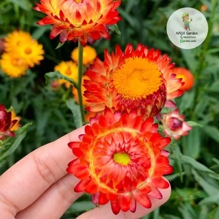เมล็ดพันธุ์ ดอกกระดาษ คละสี 300เมล็ด (straw flower 300seed)