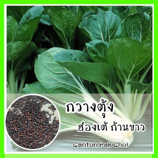 พร้อมส่ง ❗❗ รหัส 013 Canton Pak Choi กวางตุ้งฮ่องเต้ก้านขาว -  เมล็ดพันธุ์แท้ OP มีผลผลิตตลอดทั้งปี บล็อคฉ่อย