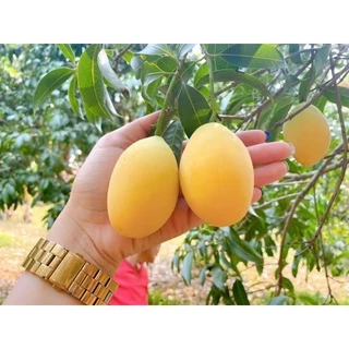 (ขั้นต่ำ2ต้น)ต้นมะยงชิดทูลเกล้า 20*30ซม. แบบเพาะเมล็ด 🌳