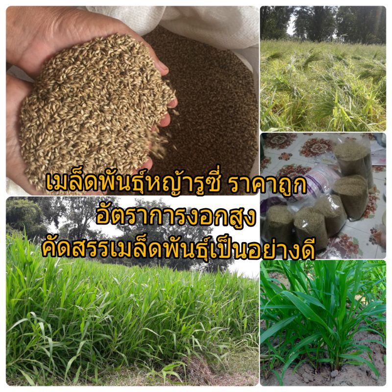 เมล็ดพันธุ์หญ้ารูซี่10กิโล 600 บาทอัตราการงอกสูงผ่านการคัดสรรเมล็ดเป็นอย่างดีทนแล้งทนฝนทนต่อการเหยียบย่ำโปรตีนสูง