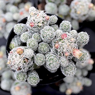 Plants Center พร้อมส่ง(feiniao)กระบองเพชรไม้ลำ แคคตัส cactus  Mammillaria gracilis PFEIFF var.fragilis ไม้ชำหน่อ 4-6cm