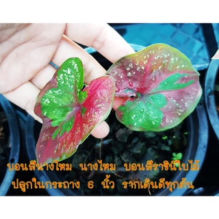 บอนสีนางไหม นางไหม บอนสีราชินีใบไม้ ปลูกในกระถาง 6 นิ้ว รากเดินดีทุกต้น