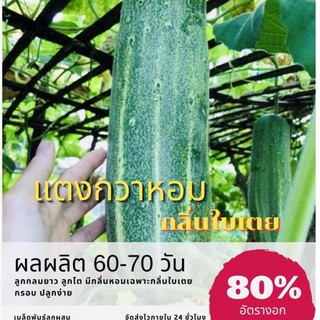 เมล็ดพันธุ์ แตงกวาหอม 25 เมล็ด Onion cucumber แตงกวาแม้ว แตงกวากลิ่นใบเตย แตงกวาหอมใบเตย (ซื้อ 10 แถม 1 คละอย่างได้)