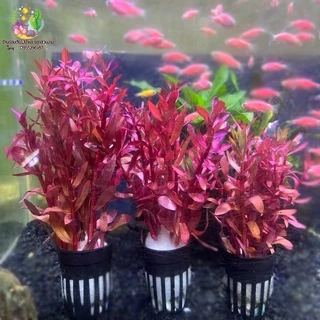 แอมโมเนีย(พอส) Ammannia senegalensis🌱🐠