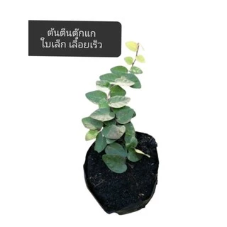 🌿TLP*​ ส่งพร้อมถุงดิน* ตีนตุ๊กแก ต้นตีนตุ๊กแกเลื้อยเกาะเสากำแพงใบเล็กเลื้อยเร็ว​ เปลี่ยนรั้วเก่า