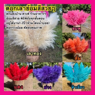 (ราคาต่อ10ก้าน=1กำ)ดอกเลาย้อมสี ดอกเลา ดอกไม้ ดอกไม้แห้ง ดอกแต่งห้อง ดอกไม้ประดับ