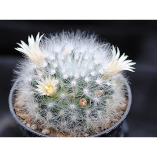 Mammillaria scheinvariana(ดอกขาว)10เมล็ด.-69