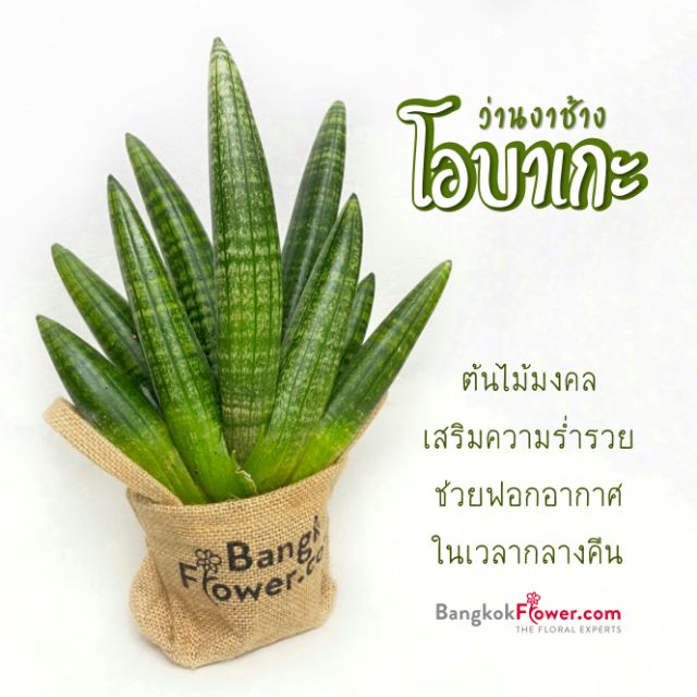 ว่านงาช้างโอบาเกะ "399 B." (ต้นไม้ช่วยฟอกอากาศ) **รบกวนสอบถามใน chat ก่อนกดสั่งนะคะ**