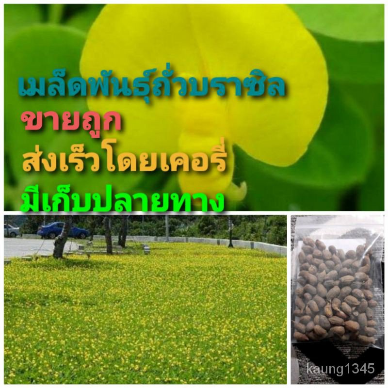 เมล็ดพันธุ์คุณภาพสูงในสต็อกในประเทศไทย พร้อมส่ง ะให้ความสนใจของคุณเมล็ดอวบอ้วนถั่วบราซิล บรรจุ 200เมล็ด ไม้ดอกไม้ประดับ