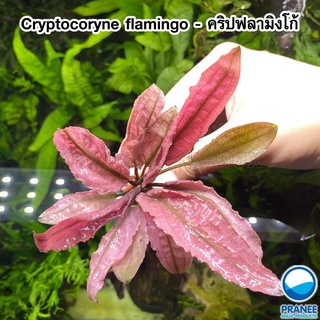 Cryptocorne flamingo - คริปฟามิงโก้ มีทั้งรูปแบบเนื้อเยื่อ และพร้อมปลูก**กรุณาอ่านรายละเอียดก่อนสั่ง** ต้นไม้น้ำ