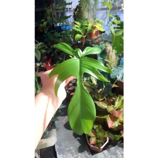 🌿🌿ฟิโลเดนดรอนก้ามกุ้งเขียว🌿Philodendron pedatum 🌿🌿