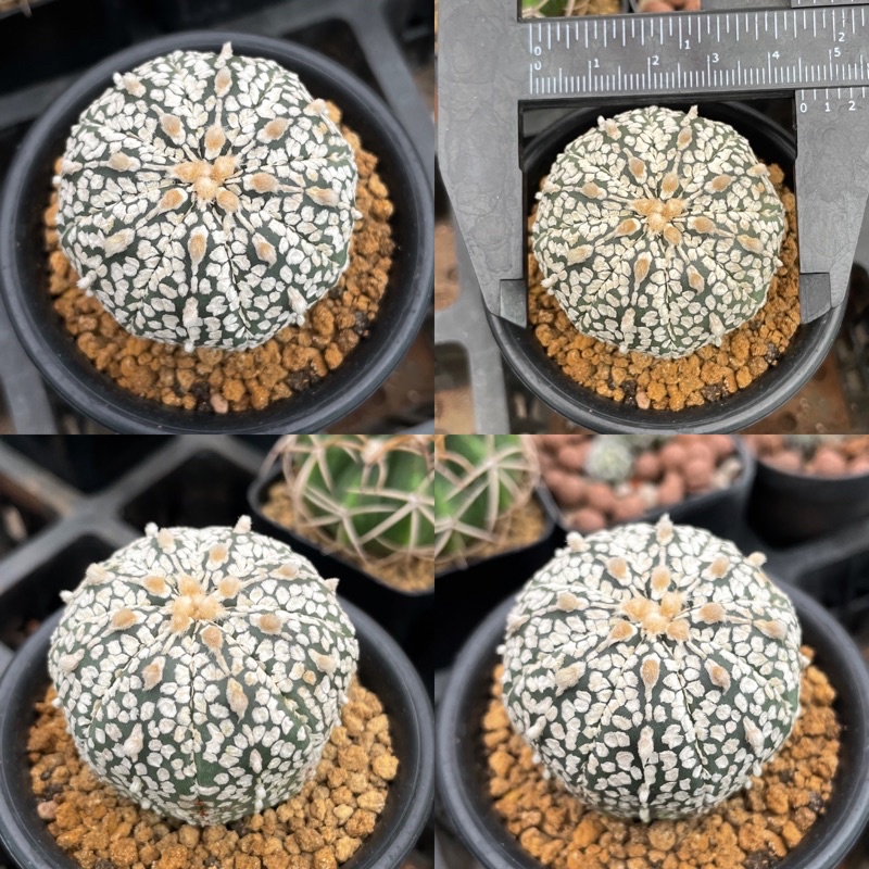 🌵Astrophytum asterias super “kabuto