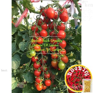 หญิง圣果 มะเขือเทศ15เม็ด red cherry tomato 15 seedผักกาดหอม /บุรุษ/หมวก/ขึ้นฉ่าย/สร้อยข้อมือ/เมล็ดพืช/มักกะโรนี/มะละกอ/บ้า