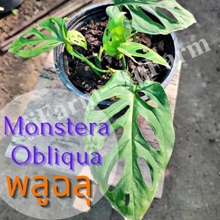 1 ต้น พลูฉลุ Monstera obliqua ต้นไม้ในร่ม ต้นไม้ฟอกอากาศ  ไม้มงคล จัดส่งพร้อมกระถาง 1-3 วันได้รับ