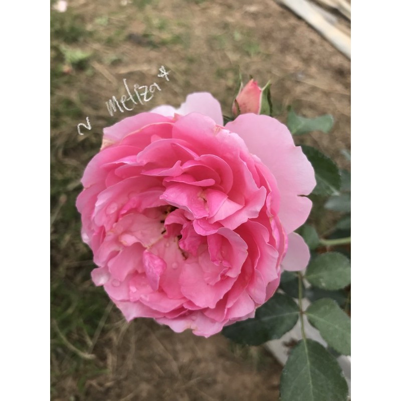 Eckart Witzigman(เอ็ดการ์ด วิทซิกมัน)