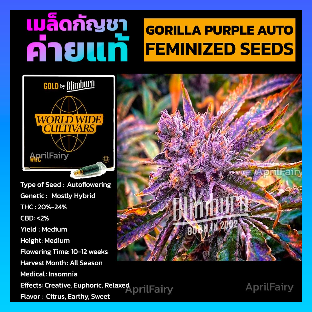 เมล็ดพันธุ์กัญชานอก Gorilla Purple AUTO FEMINIZED กอลิล่า ม่วง ออโต้ เพศเมีย ค่าย Blimburnseeds ของแ