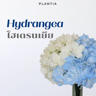 [พร้อมส่ง🚚] ไฮเดรนเยียประดิษฐ์ - Artificial Hydrangea (Standard) (ดอกไฮเดรนเยียปลอม ดอกไม้ประดิษฐ์ ดอกไม้ปลอม)