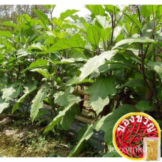 Benih Terung sekaki / Eggplant Special Feet Seeds / เมล็ดมะเขือยาวหนึ่งฟุต (10 Biji)生菜/母婴/种子/苹果/园艺/上衣/seeds/内裤/男装/头饰//กุ