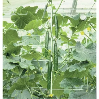 เมล็ดพันธุ์ แตงกวาญี่ปุ่น เทสตี้เจด Tasty Jade F1 Cucumber Seed บรรจุ 10 เมล็ด คุณภาพดี ของแท้ 100%