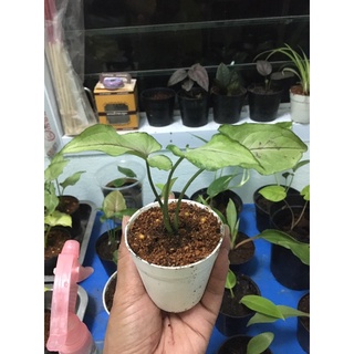 เงินไหลมา Syngonium podpphyllum