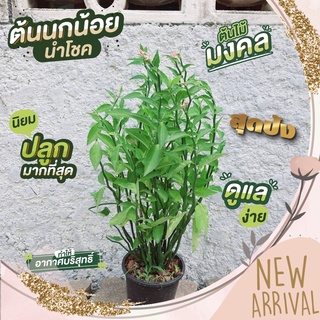 ต้นไม้มงคล ต้นนกน้อยนำโชค ออกดอกคล้ายตัวนกน้อย สวยงาม