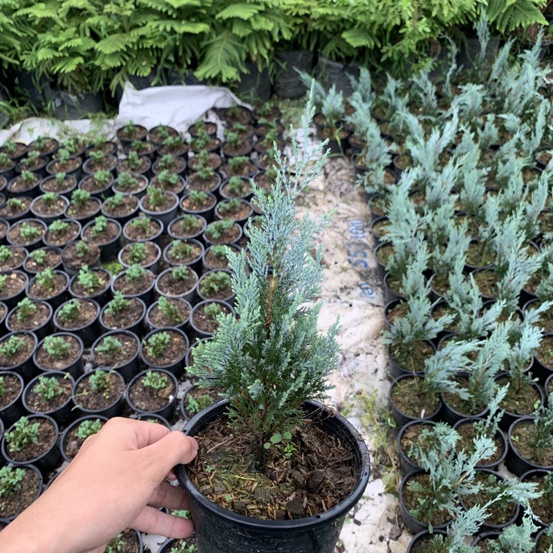 ต้นสนบลู สนใบฟ้า ใบมีฟ้าสวย กระถาง 5 นิ้ว สูง 25-30ซม.