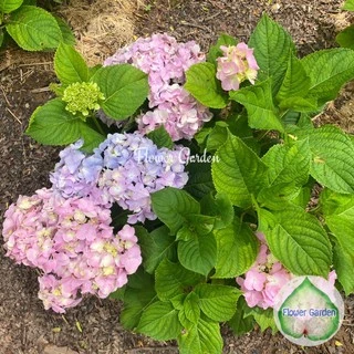 F118 ต้นไฮเดรนเยีย Hydrangea พันธุ์เบา โทนสีฟ้า ม่วง ชมพู ออกดอกทั้งปี แบบถุงพร้อมส่ง