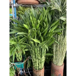 ไผ่กวนอิม ต้นตรงสูง150cm ตัดส่งได้เพียง1เมตร(หากต้องการ1.5เมตรให้มาซื้อหน้าร้าน)