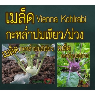 เมล็ด กะหล่ำปมสีเขียว / ม่วง  100เมล็ด Vienna Kohlrabi Seed เมล็ดแท้ นำเข้าจากต่างประเทศ