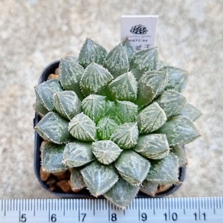 พร้อมส่ง!!!ฮาโวเทีย Haworthia obtusa hybridMirror Ball ส่งแบบล้างราก สวยๆ