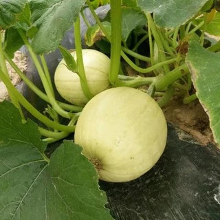 เมล็ดฟักทองสปาเก็ตตี้ 15 เมล็ด spaghetti squash Original Packaging สายพันธุ์ OP