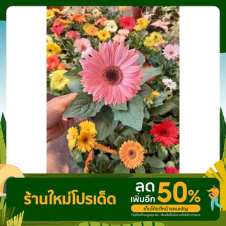 เยอบีร่า ดอกคละสี ขนาดกระถาง 6 นิ้ว