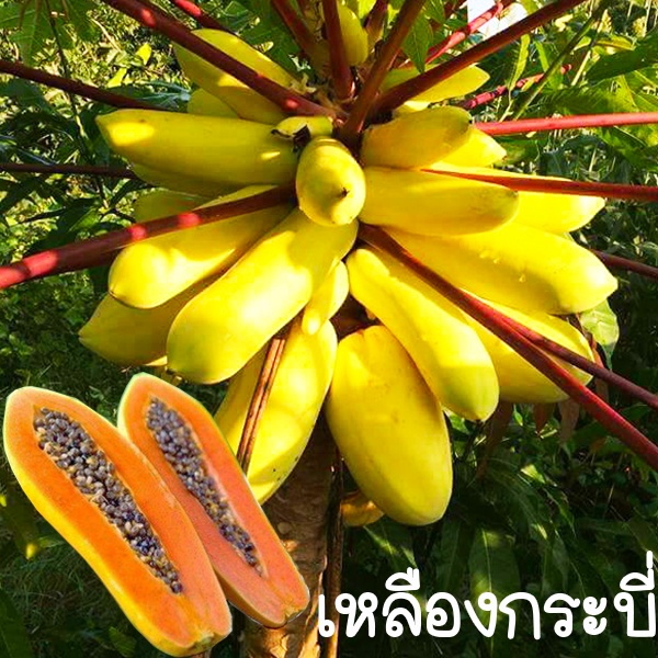 มะละกอเหลืองกระบี่ ถูกที่สุด15บ. เมล็ดพันธุ์มะละกอเหลืองกระบี่--5-20 เมล็ด ปลูกง่าย ทานอร่อย ผลสีสวย ต้นเตี้ย